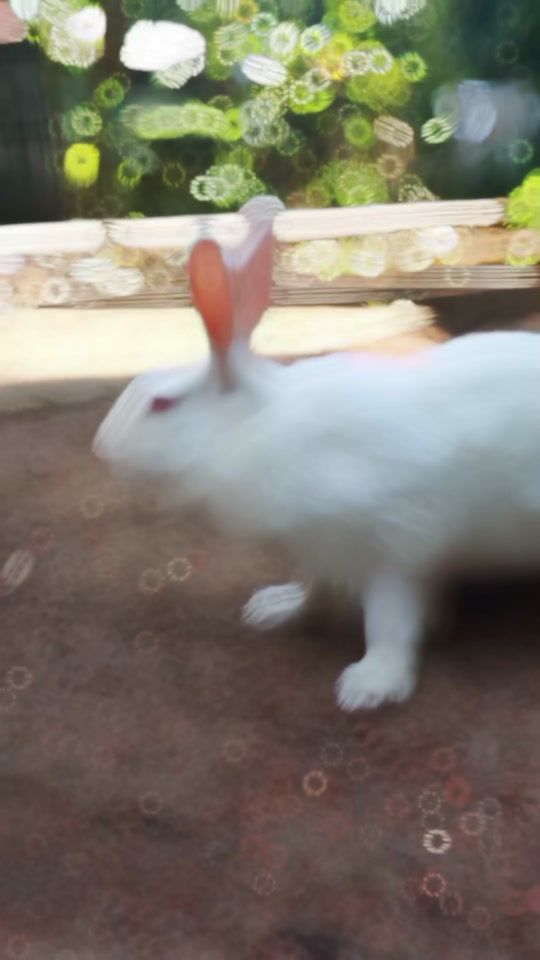 TikTok video thumbnail by majedahmed102