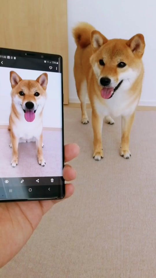 TikTok video thumbnail by shibakoma