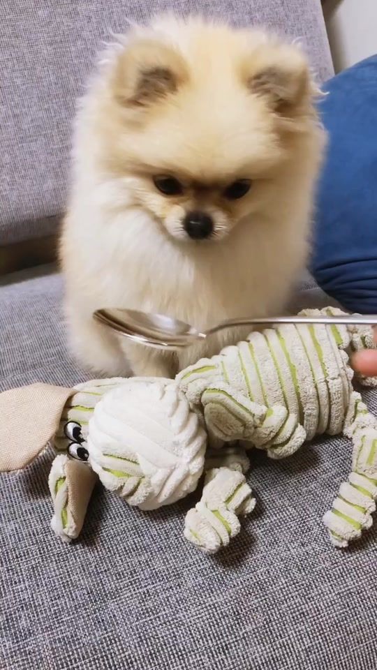TikTok video thumbnail by pon_pon_ponchan