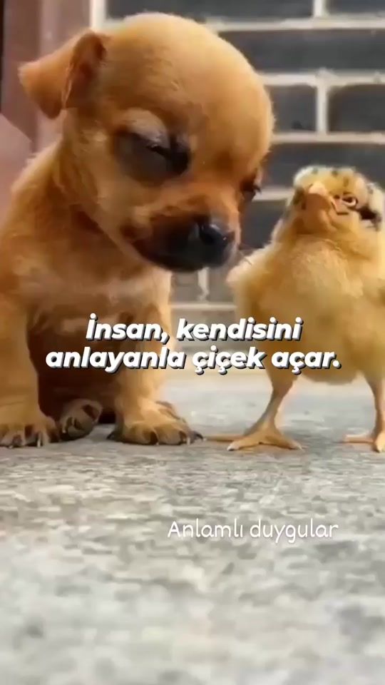 TikTok video thumbnail by kokunhuzurum1