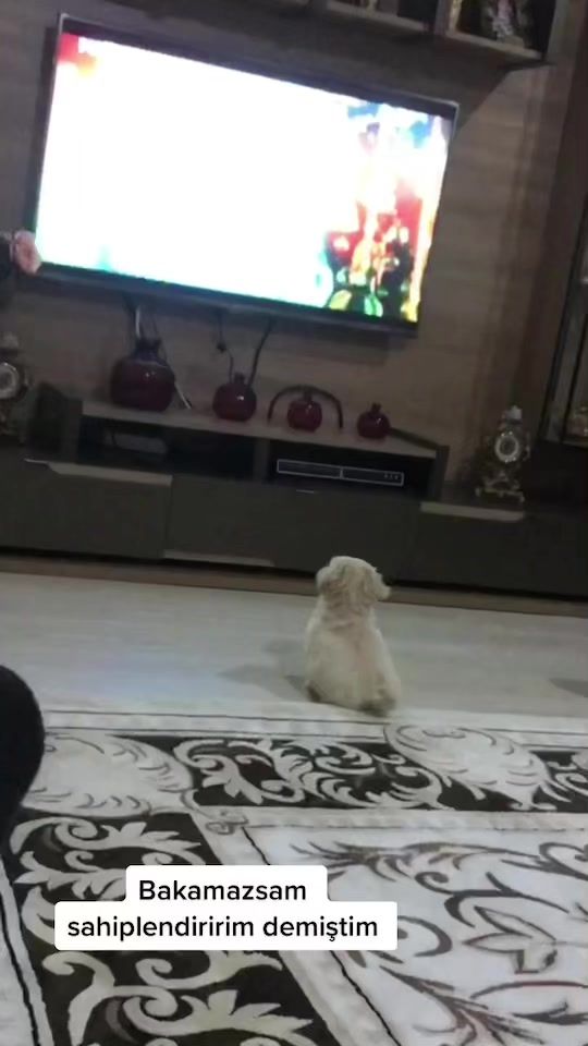 TikTok video thumbnail by edanurdeliorman