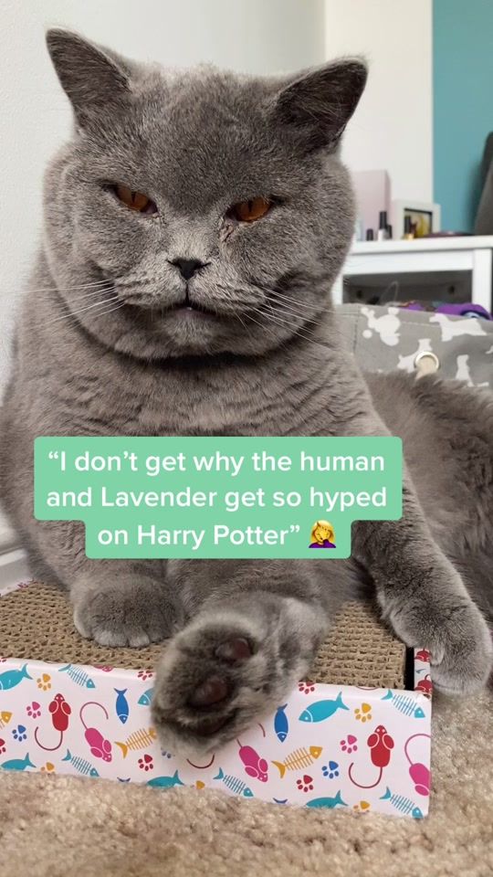 TikTok video thumbnail by lavenderandtommy