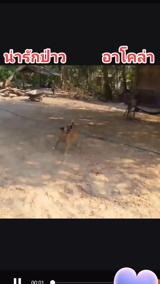 TikTok video thumbnail by pichet.bunkuea