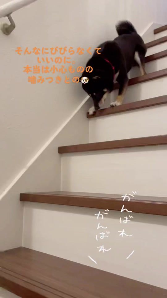 TikTok video thumbnail by yumiryoku
