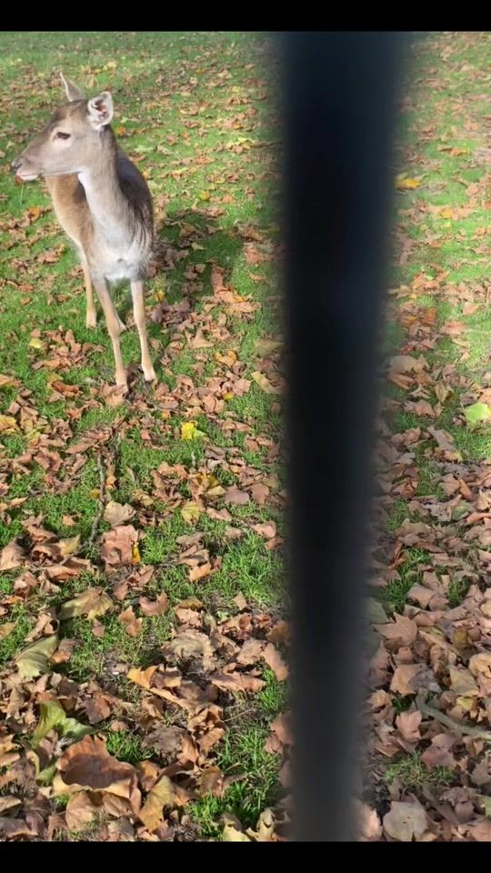 TikTok video thumbnail by asvimathan