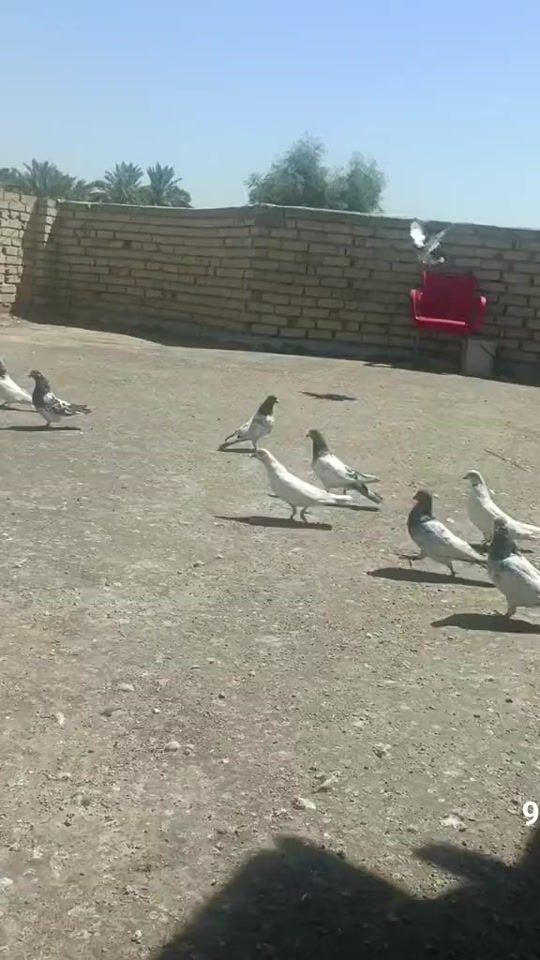 TikTok video thumbnail by 0n.cc