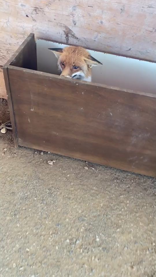 TikTok video thumbnail by kikithefox_