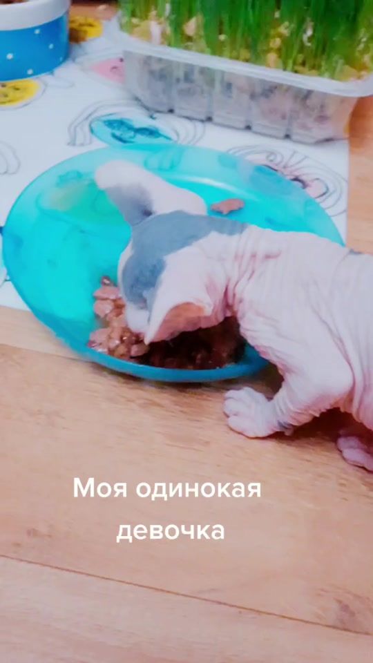 TikTok video thumbnail by catsjoy