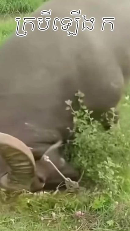 TikTok video thumbnail by yemmeng