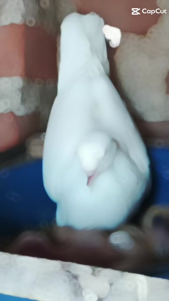 TikTok video thumbnail by toxic___loft