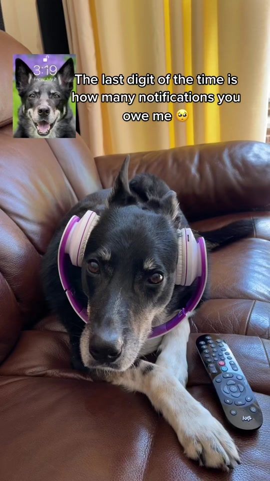 TikTok video thumbnail by olliemydog