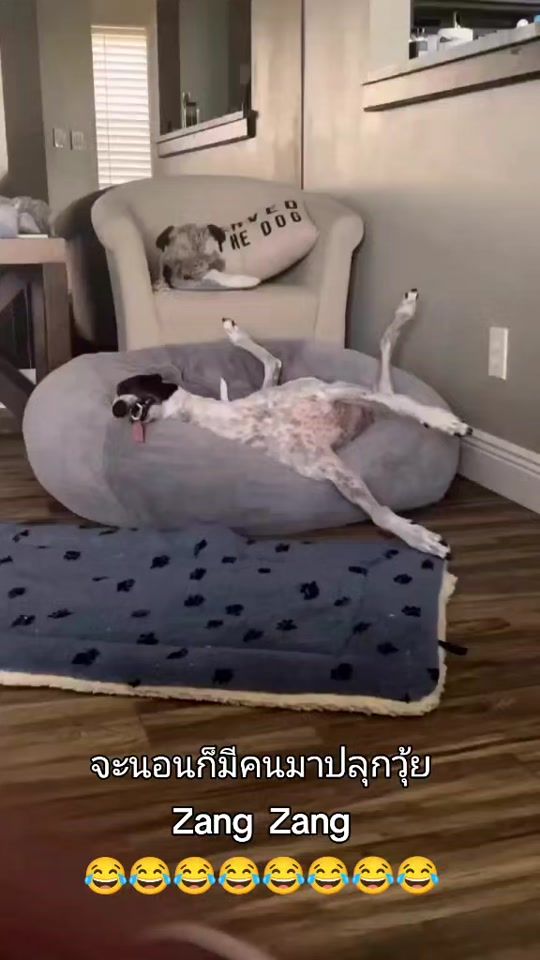 TikTok video thumbnail by mameemay898