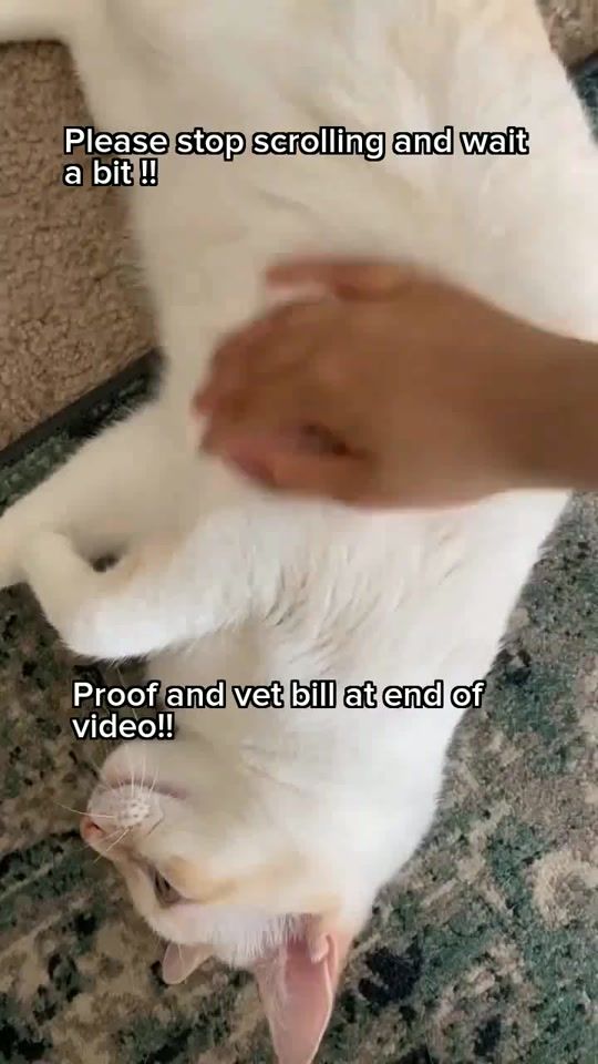 TikTok video thumbnail by lulukittykattt