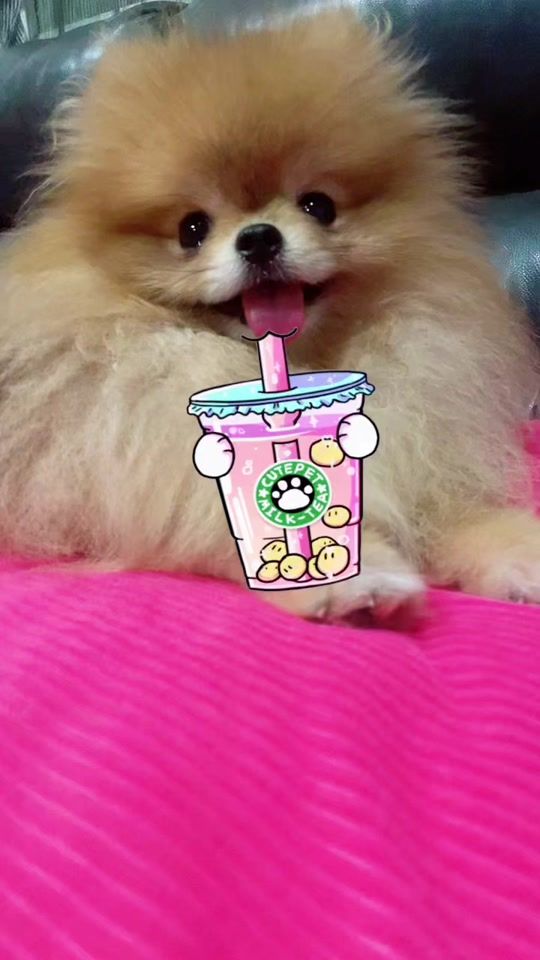 TikTok video thumbnail by cutepets07