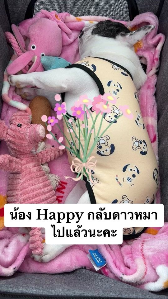 TikTok video thumbnail by happy.thefrenchie