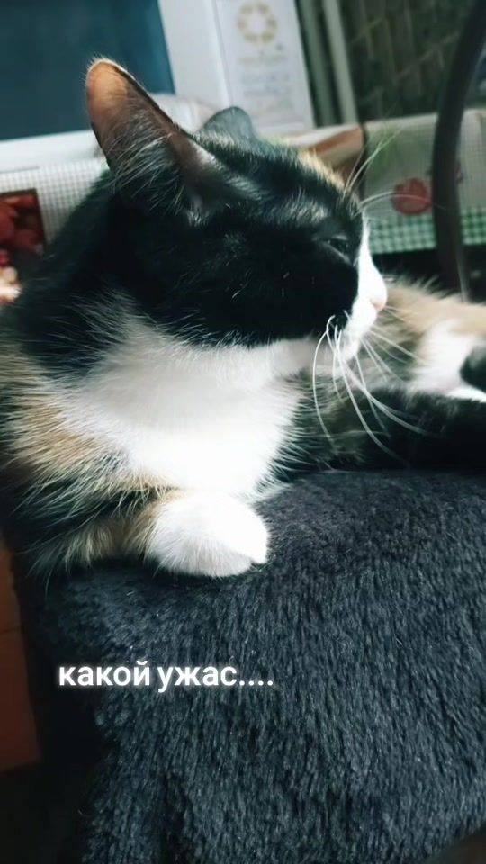TikTok video thumbnail by kochka027