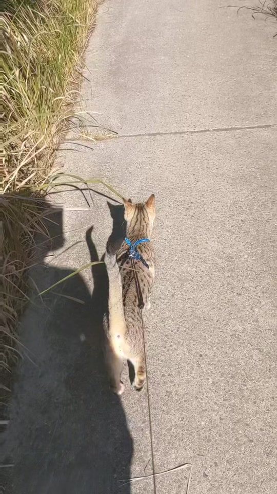 TikTok video thumbnail by bastfuriends