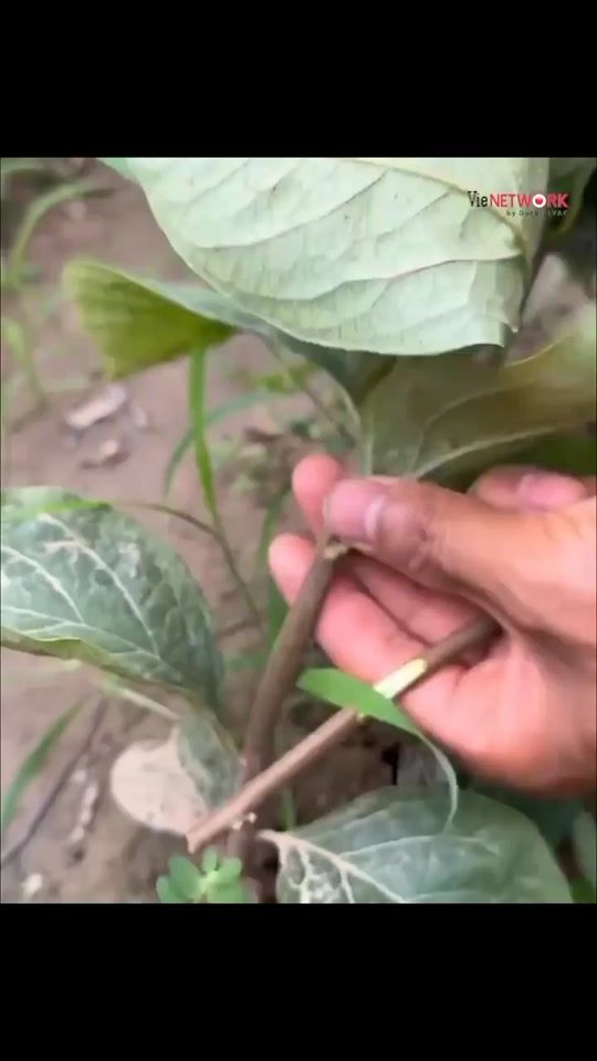 TikTok video thumbnail by alone.life.is.best99