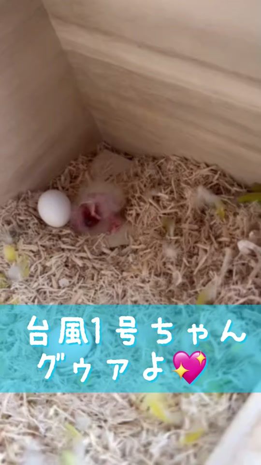 TikTok video thumbnail by calldack_peichan