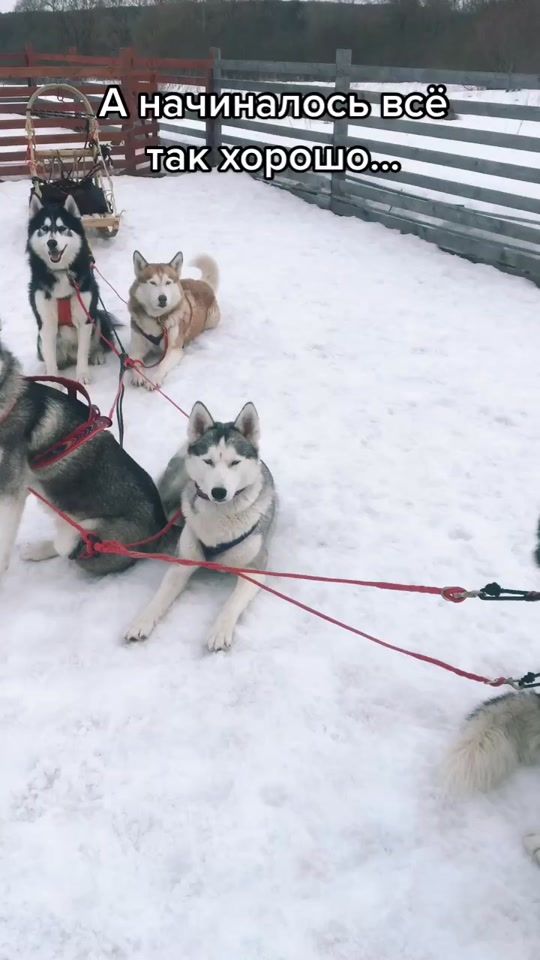 TikTok video thumbnail by huskyfermaliliant