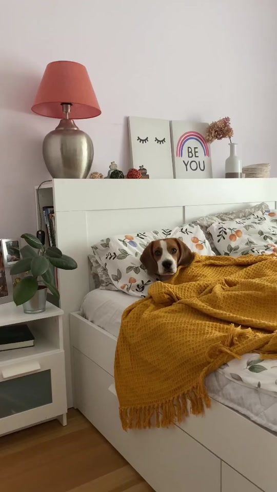 TikTok video thumbnail by itsdogsherlock
