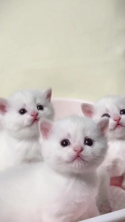 TikTok video thumbnail by your_cutepet