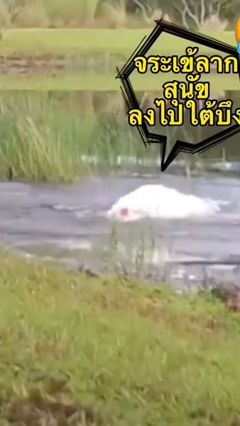TikTok video thumbnail by leenaidc