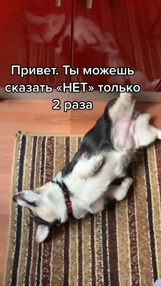 TikTok video thumbnail by corgi.lunaaa