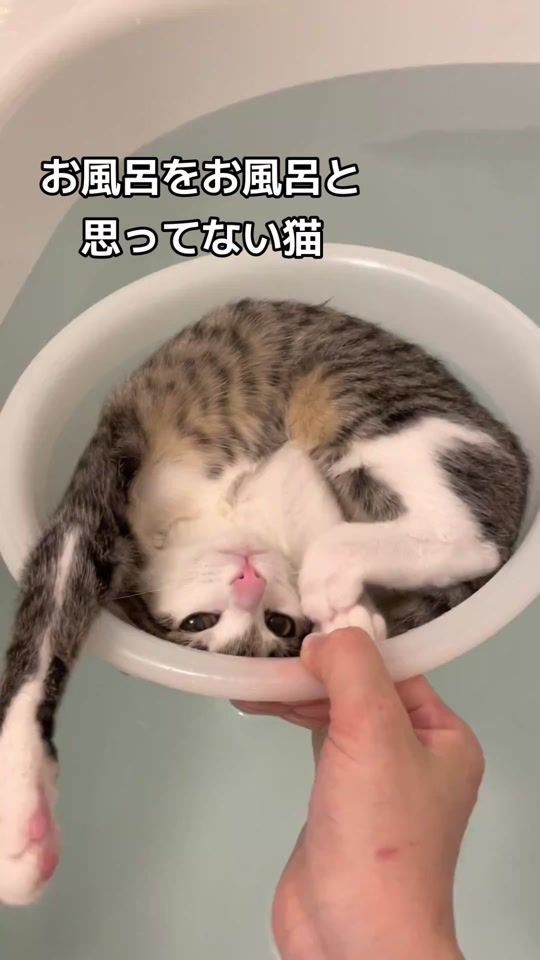 TikTok video thumbnail by mimimoku324