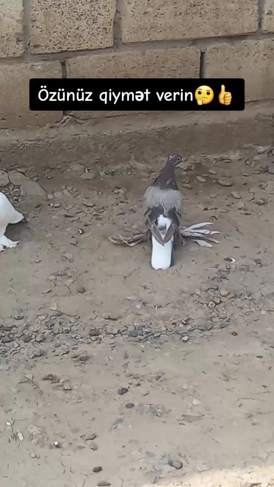 TikTok video thumbnail by goyercinler.bilesuvaro12