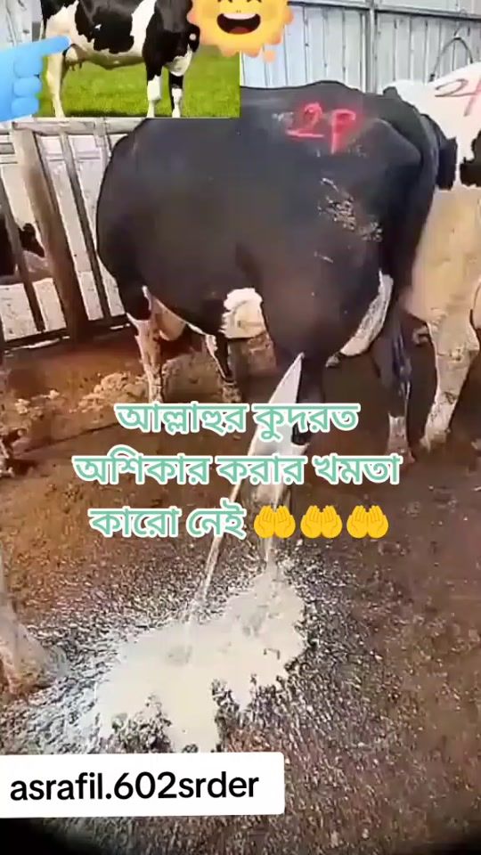 TikTok video thumbnail by skasraful446
