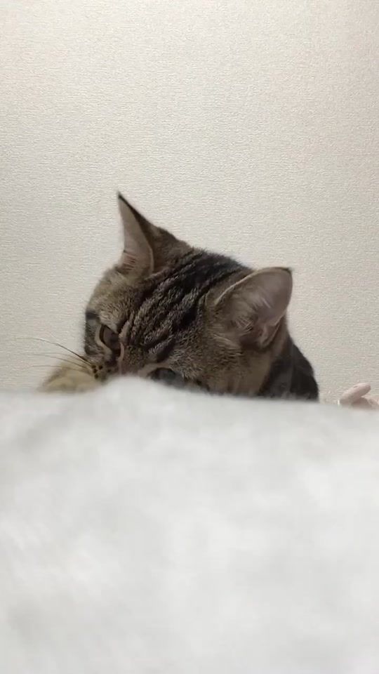 TikTok video thumbnail by nyaaasu322