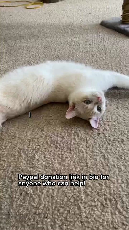 TikTok video thumbnail by lulukittykattt