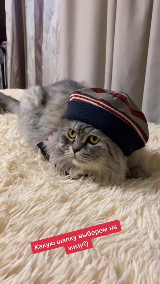 TikTok video thumbnail by irish_and_cat