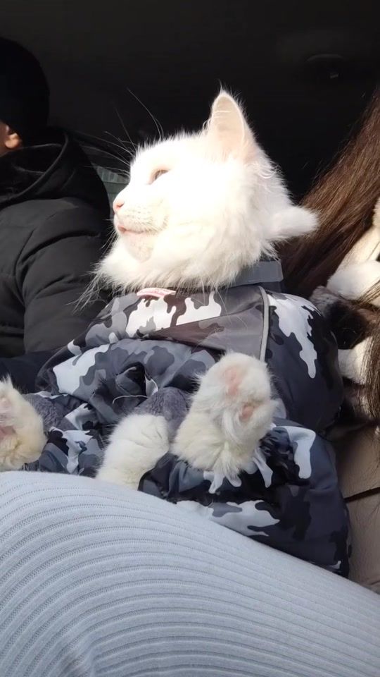 TikTok video thumbnail by catvankedisi