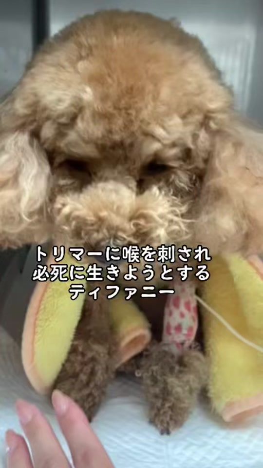 TikTok video thumbnail by tiffanykk530