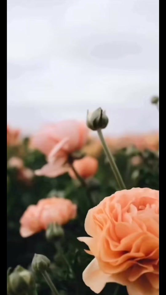 TikTok video thumbnail by mrvideos333