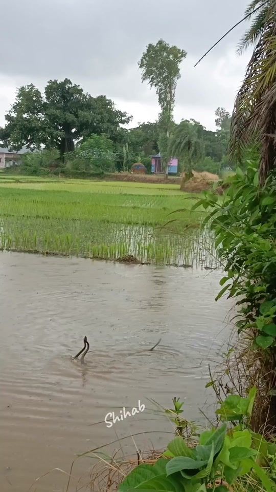 TikTok video thumbnail by shihabhasan7124