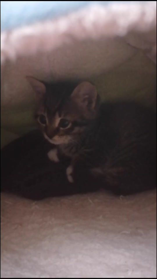 TikTok video thumbnail by kitcatwonders