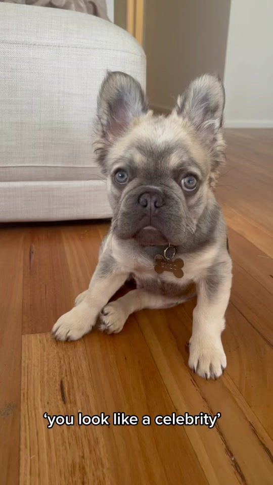 TikTok video thumbnail by enzothefluffyfrenchie