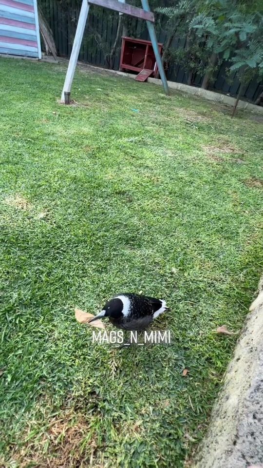 TikTok video thumbnail by mags_n_mimi