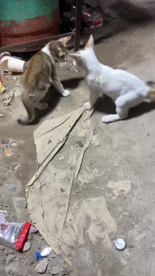 TikTok video thumbnail by mohammadsojib477