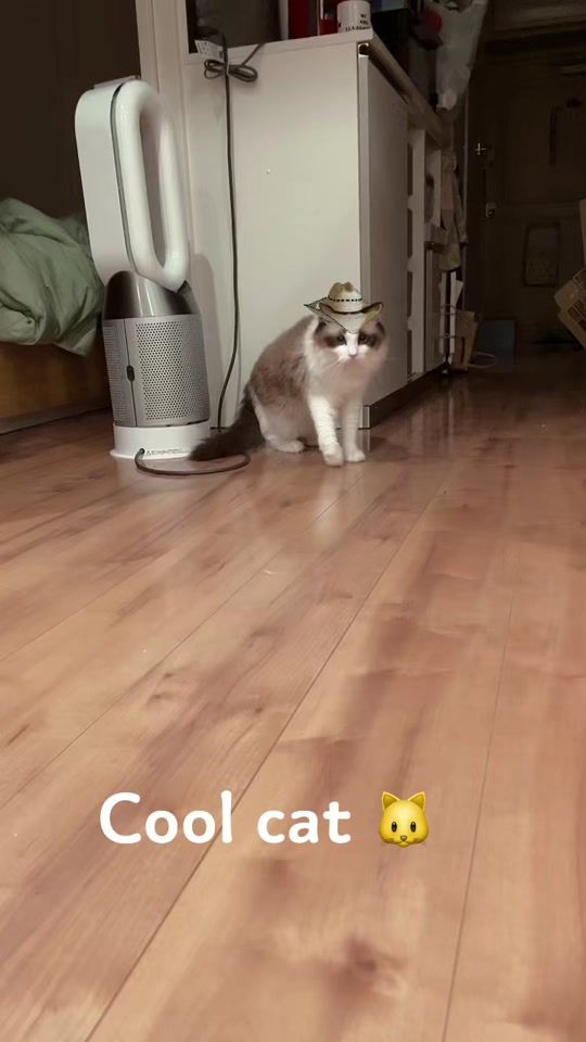 TikTok video thumbnail by 11.20macaron
