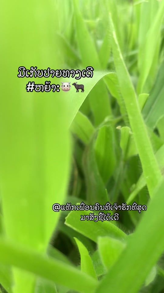 TikTok video thumbnail by a.vong4
