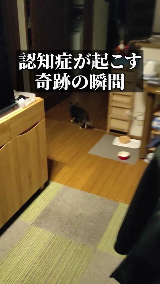 TikTok video thumbnail by lilicoooodog