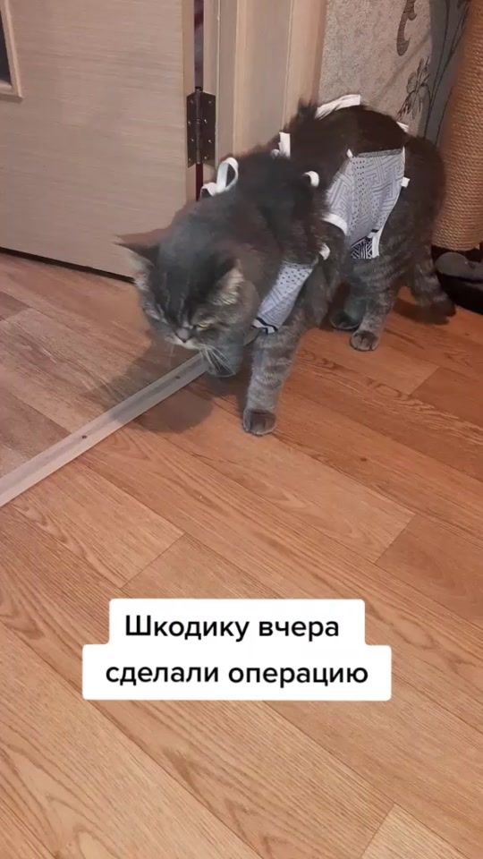 TikTok video thumbnail by kot_shkod