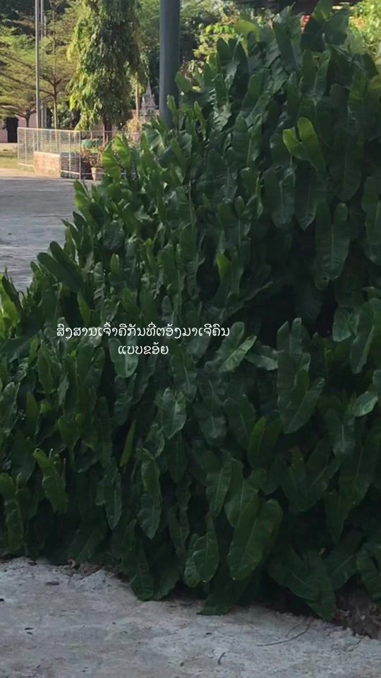 TikTok video thumbnail by bo.609