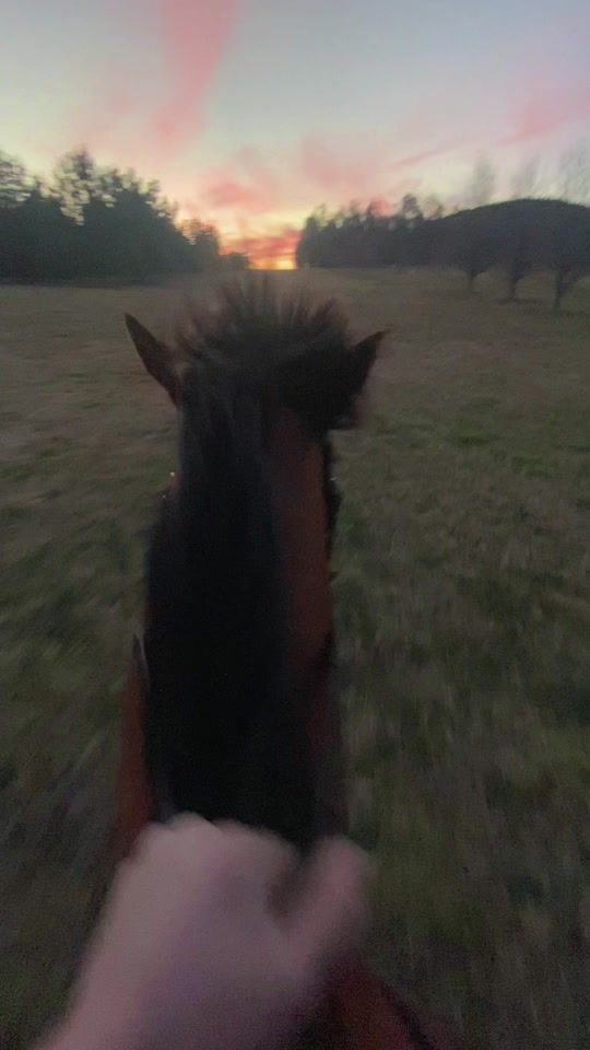 TikTok video thumbnail by abby..eventing