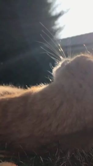 TikTok video thumbnail by .bestcattrio