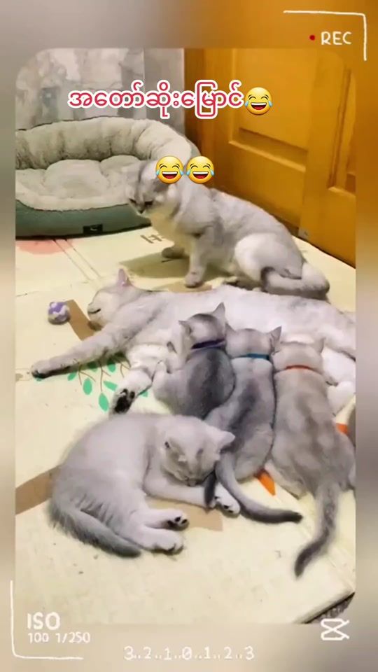 TikTok video thumbnail by mithethtay984